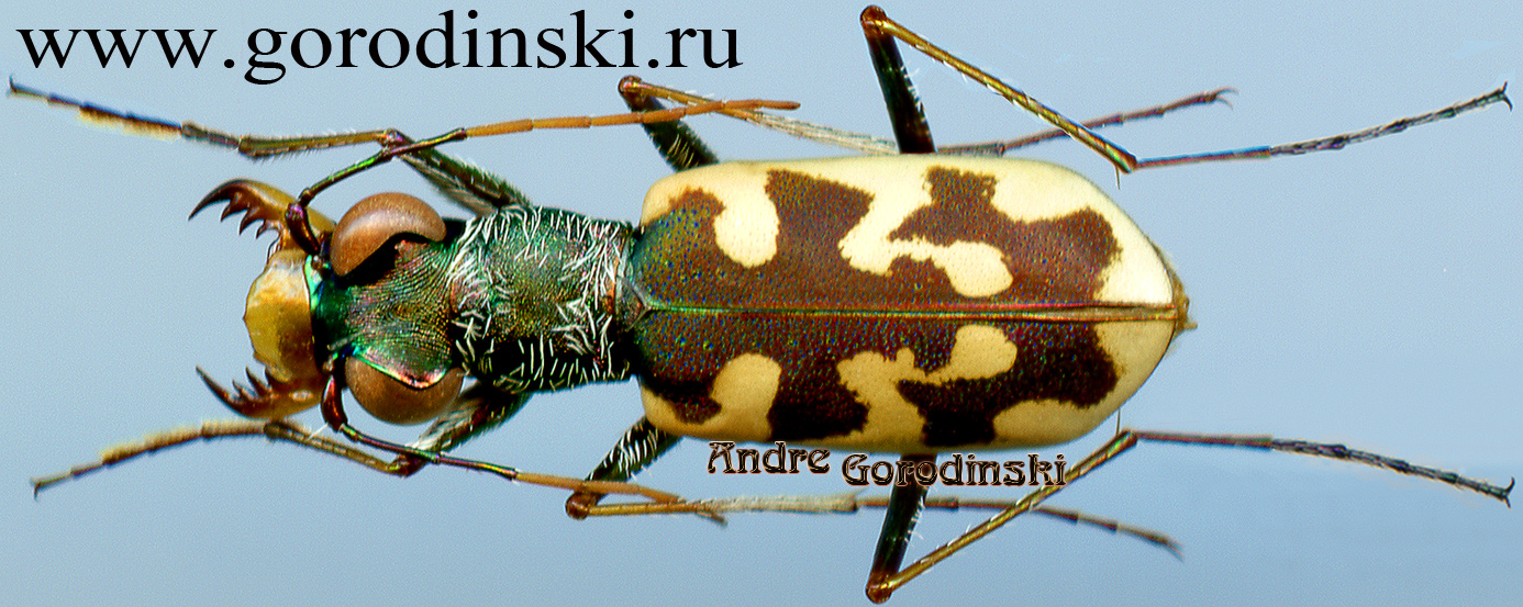 http://www.gorodinski.ru/cicindela/Cephalota littorea littorea.jpg